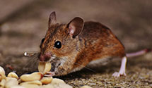 24 Hour & Emergency Exterminators in Angelica, PA